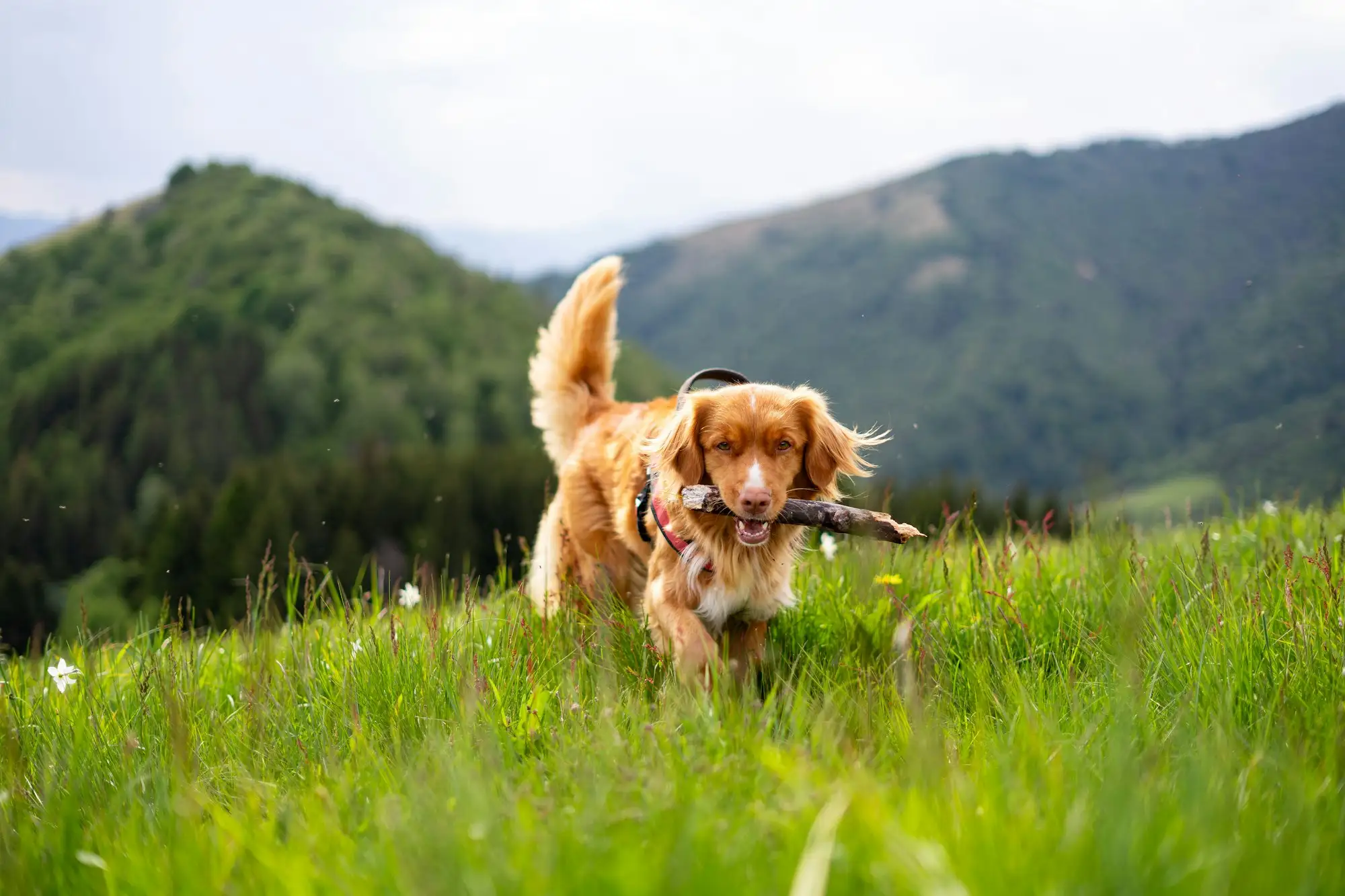 Cão golden retriever correndo livre em campo gramado com uma vareta na boca